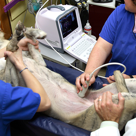 Ultrasounds - Ravenna Animal Hospital